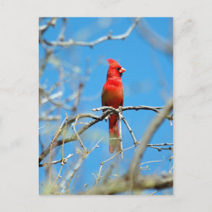 Carte Postale Homme Cardinal