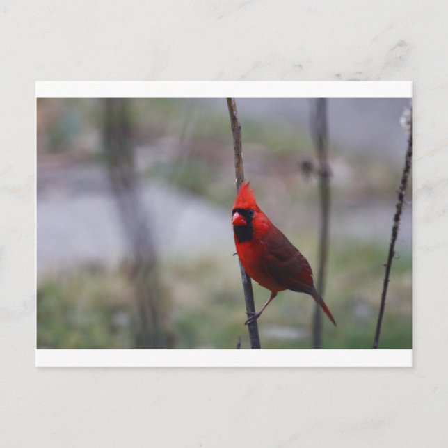 Carte Postale Homme Cardinal Bird (Devant)