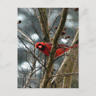 Carte Postale Homme Cardinal Jouer Drôle