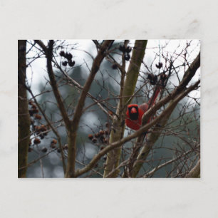 Carte Postale Homme Cardinal toujours jouer drôle