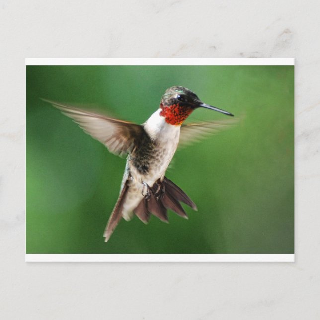 Carte Postale Homme colibri (Devant)