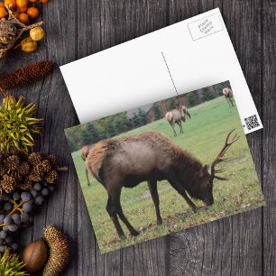Carte Postale Homme Elk Photo Champ Antlers Automne