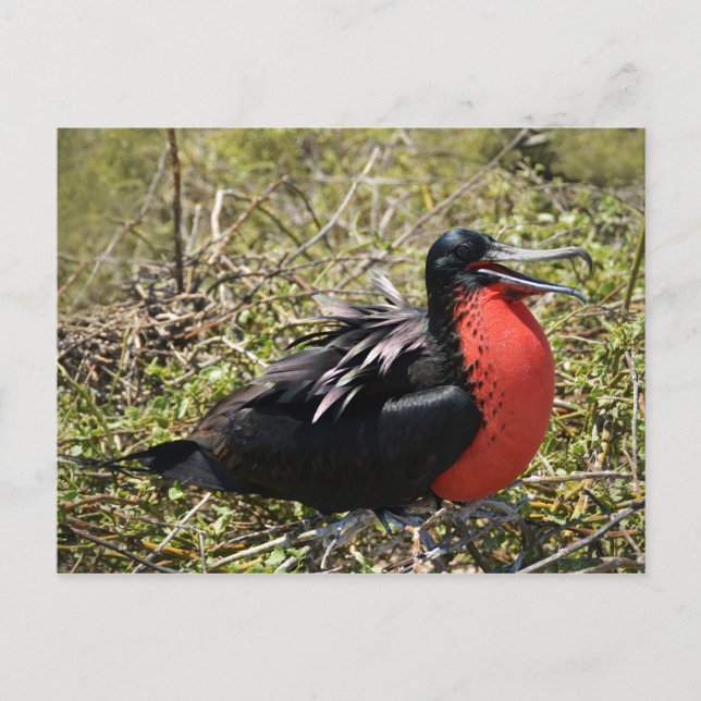 Carte Postale Homme Magnifique Frégate Bird (Devant)