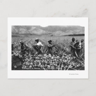 Carte Postale Hommes noirs cueillant l'ananas à la récolte -