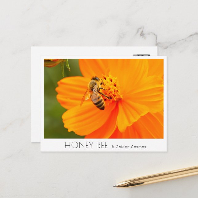 Carte Postale Honey Bee & Golden Cosmos (Devant/Arrière en situation)