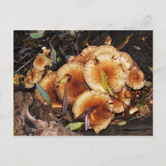 Carte Postale Honey Fungus Armillaria Mellea (Devant)