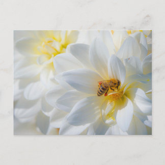 Carte Postale Honeybee on a Dahlia Postcard