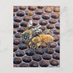 Carte Postale Honeycomb Bees
