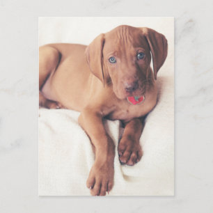 Carte Postale Hongrois Vizsla Puppy