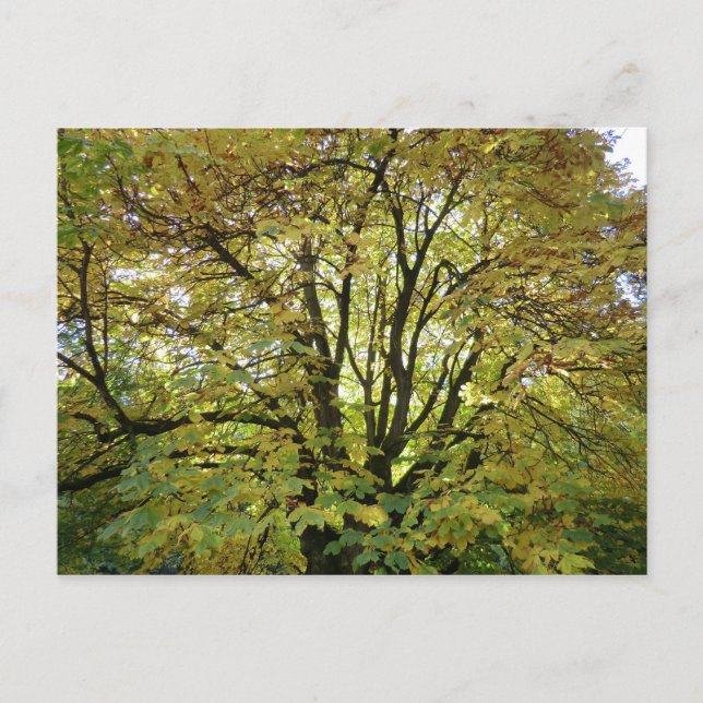 Carte Postale Honneur d'automne châtaignier (Devant)