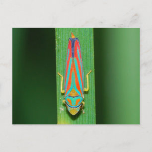 Carte Postale Hopper Leaf du Missouri.