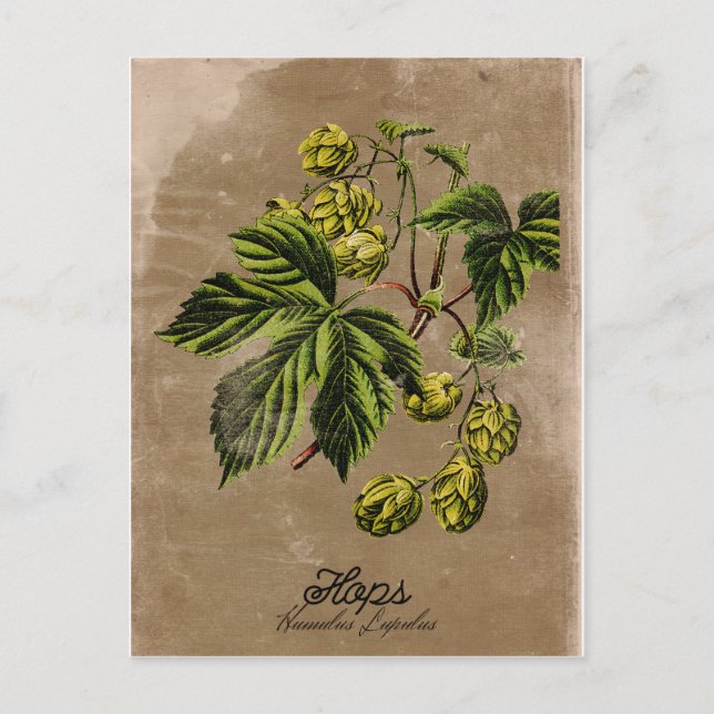 Carte postale Hops de style vintage (Devant)