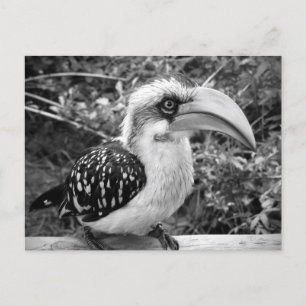 Carte Postale Hornbill oiseau gros en regardant la caméra bw