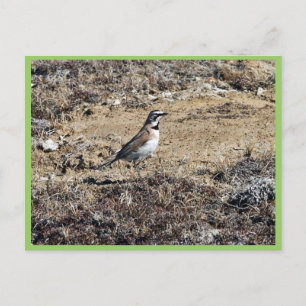 Carte Postale Horne Lark