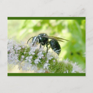 Carte postale Hornet à visage blanc