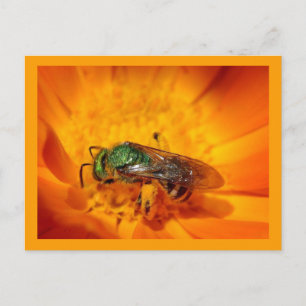 Carte Postale Hornet vert