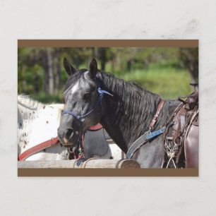 Carte Postale horocard, trail horo