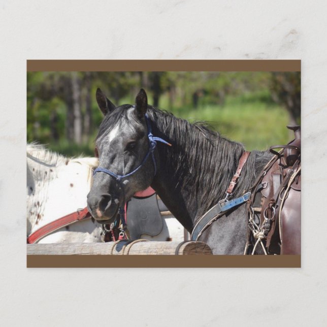 Carte Postale horocard, trail horo (Devant)