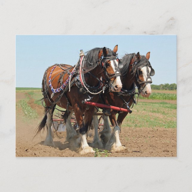 Carte Postale Horse Clydesdale Agriculture Photo (Devant)