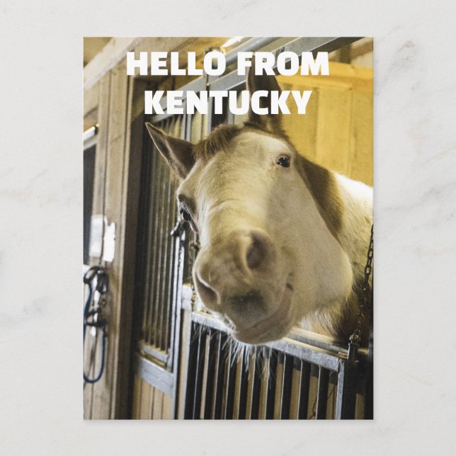 CARTE POSTALE HORSE KENTUCKY FUNNY (Devant)