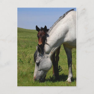 Carte Postale Horse Ranch Farm Destiny Nature Arrière - plan