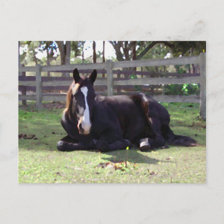 Carte Postale Horses