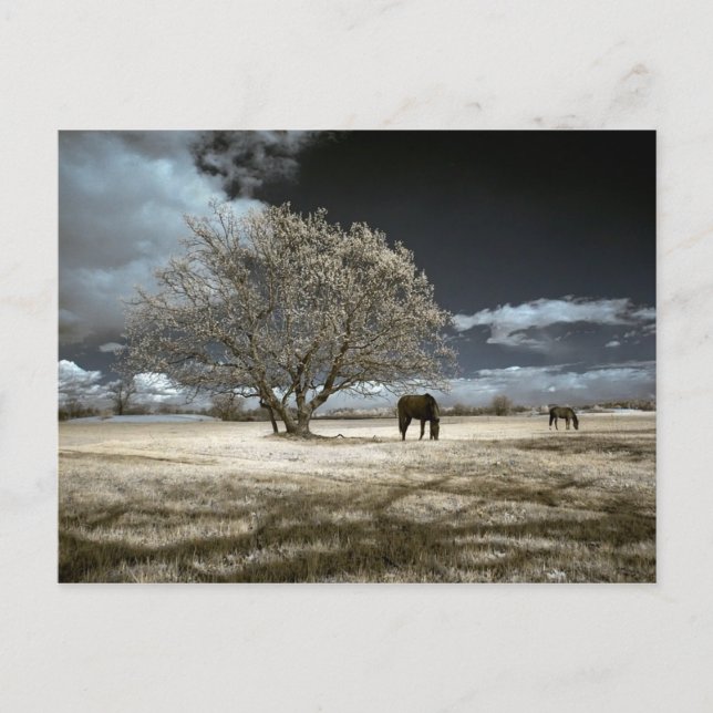 Carte Postale Horses Grazing Postcard (Devant)