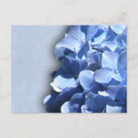 Hortensias bleu foncé et droit