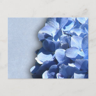 Carte Postale Hortensias bleu foncé et droit