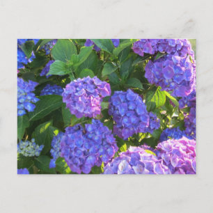Carte Postale Hortensias bleus et violets vibrants