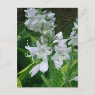 Carte Postale Hosta Blooms