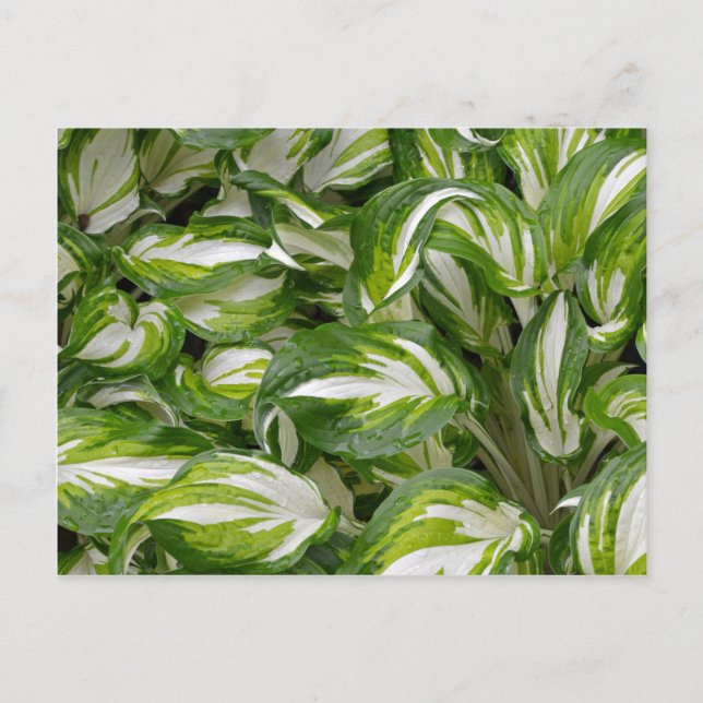 Carte Postale Hosta feuille rayé vert et blanc (Devant)