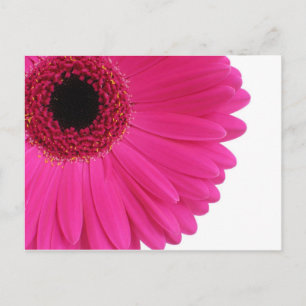 Carte Postale Hot pink gerbera
