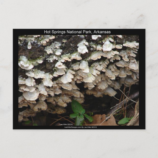 Carte Postale Hot Spings National Park, Arkansas Tree Fungus (Devant)