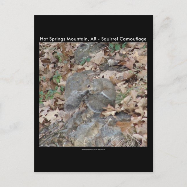 Carte Postale Hot Springs Mountain, AR Squirrel Cadeaux Camoufla (Devant)