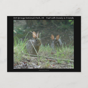 Carte Postale Hot Springs National Park, AR  Cadeaux de Lapins S