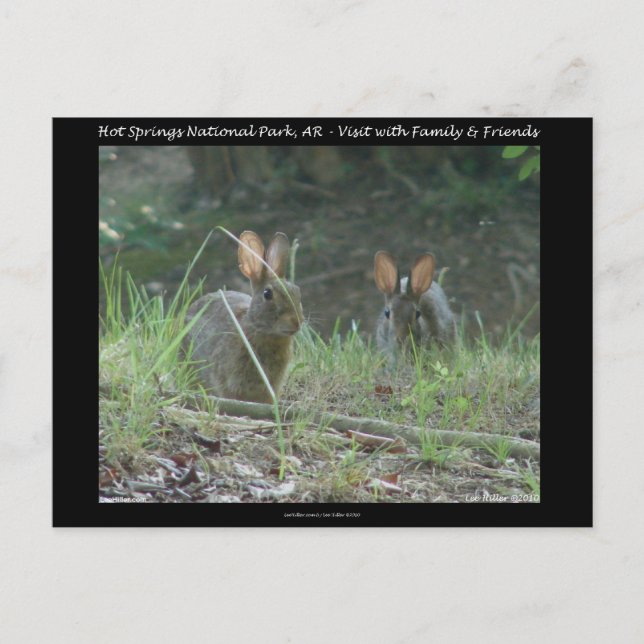 Carte Postale Hot Springs National Park, AR Wild Rabbits Cadeaux (Devant)