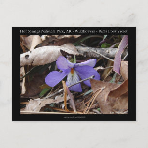Carte Postale Hot Springs National Park, AR Wild Violets Cadeaux