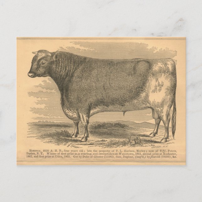 Carte Postale Hotspur, Premier prix Bull à Utica, 1863 (Devant)