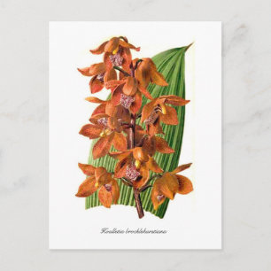 Carte Postale Houlletia brocklehurstiana