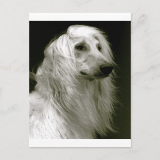 Carte Postale Hound afghan