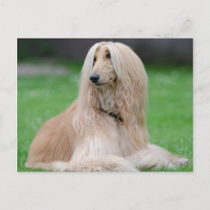 Carte Postale Hound afghan