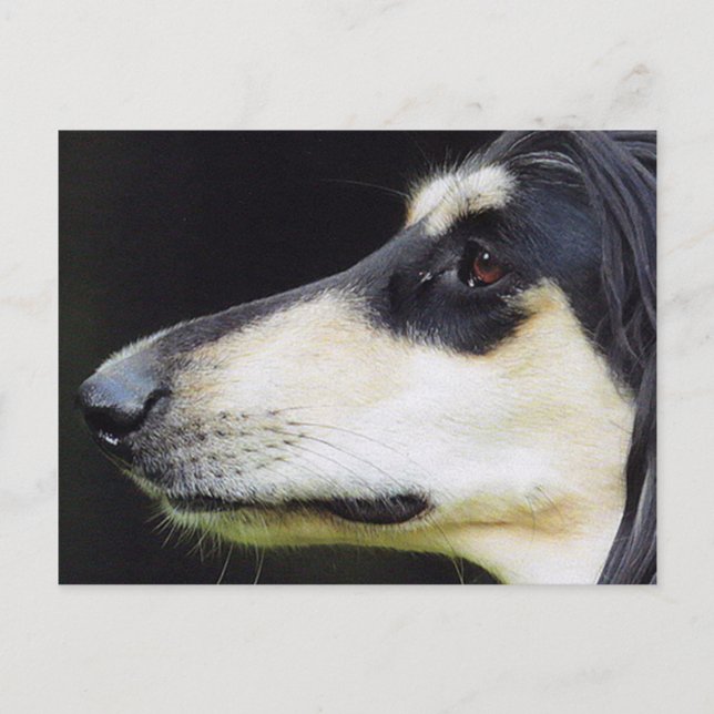 Carte Postale Hound afghan (Devant)