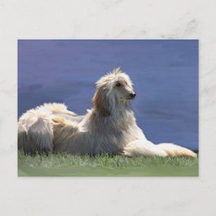 Carte Postale Hound afghan
