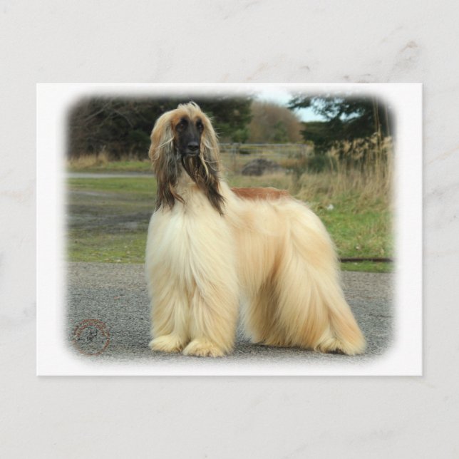 Carte Postale Hound afghan 9Y119D-037 (Devant)