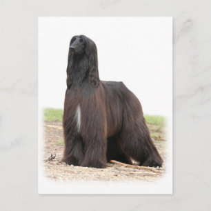 Carte Postale Hound afghan 9Y151D-118