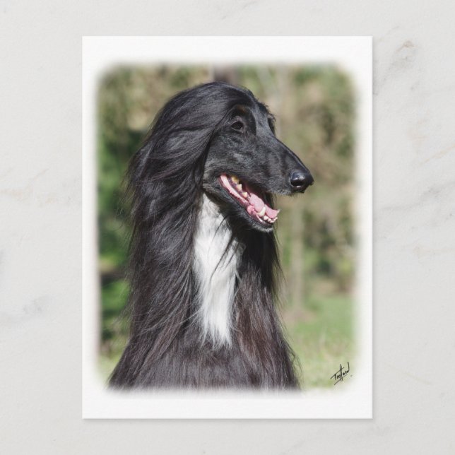 Carte Postale Hound afghan AA017D-101 (Devant)