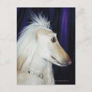 Carte Postale Hound afghan portant Tiara