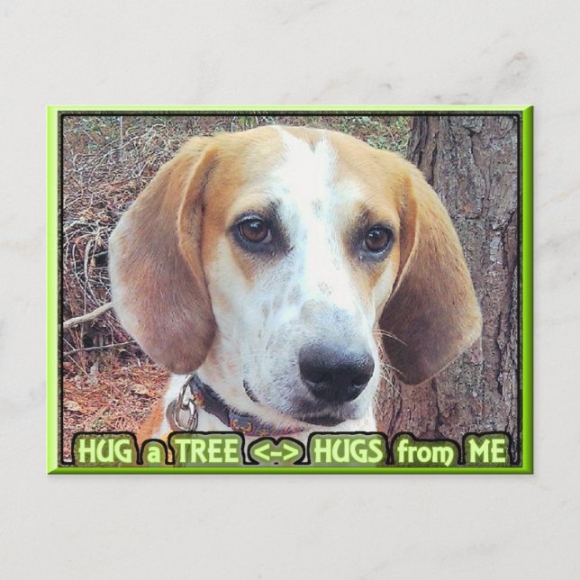 Carte Postale Hound Dog Tree Hugger (Devant)