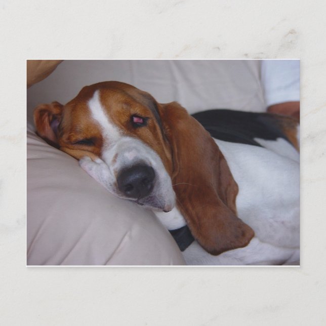 Carte Postale Hound Sleepy Basset (Devant)
